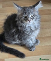 Maine Coon cats - Advert 7