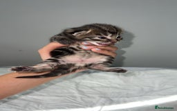 Mixed Breed cats for sale: Kittens for Sale  - Image 7