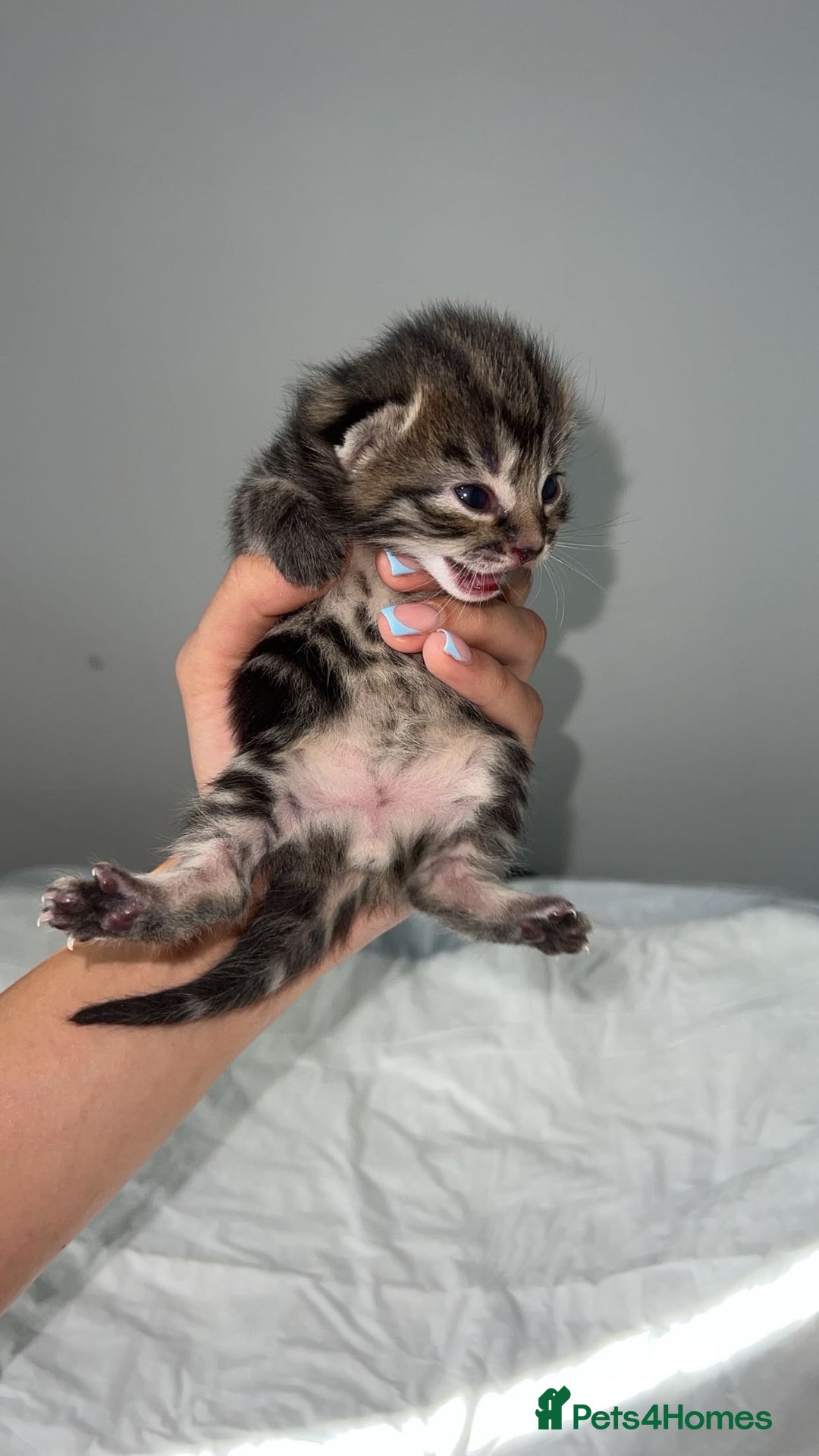 Mixed Breed cats for sale: Kittens for Sale  - Image 7