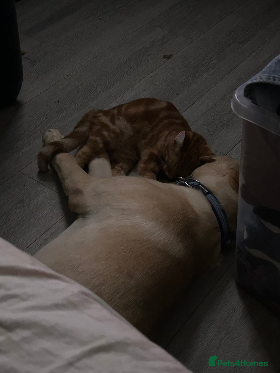 Labrador Retriever dogs for sale: Labrador male  - Advert 7