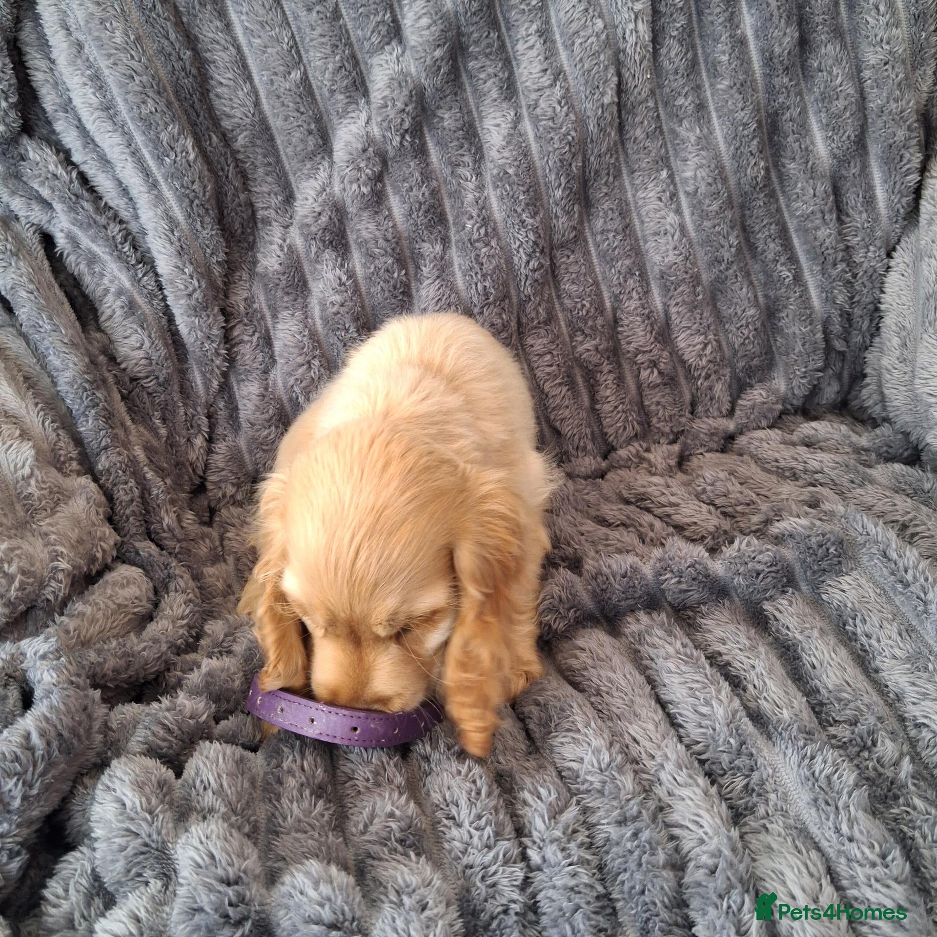 Cocker Spaniel dogs Health tested kc reg golden show cocker spaniels - Advert 2