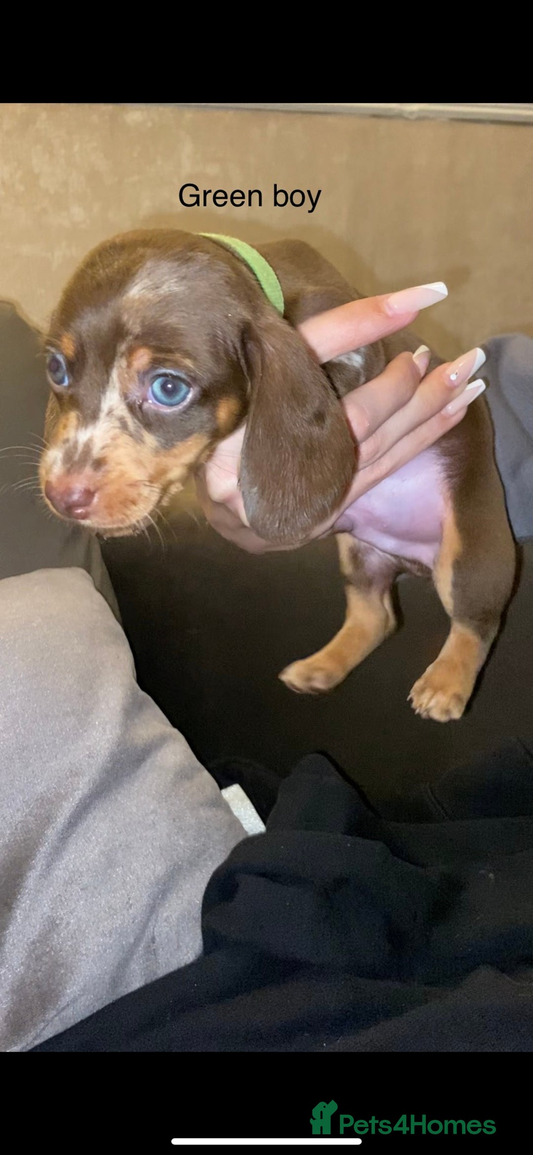 Miniature Dachshund dogs for sale: 🌻Miniature dachshund puppies 🌻 - Image 8