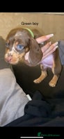 Miniature Dachshund dogs - Advert 7