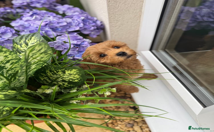 Cockapoo dogs - Advert 5