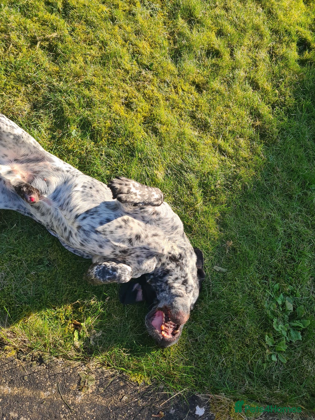 Mixed Breed dogs for sale: Forrest (Pet free for a lovely home). - Image 4