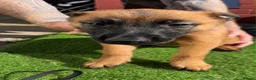 Belgian Shepherd Dog dogs for sale: The first and last litter from Rebel in Prenton - Advert 4