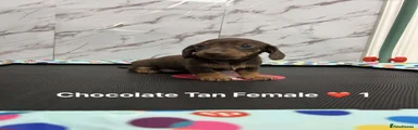 Miniature Dachshund Puppy 1