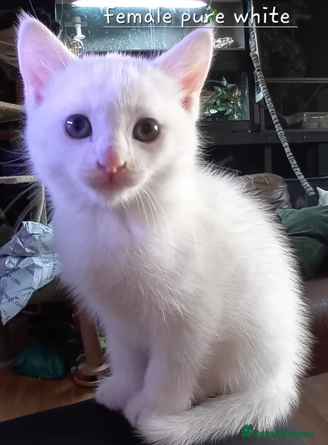 Mixed Breed cats for sale: White kittens - Advert 3
