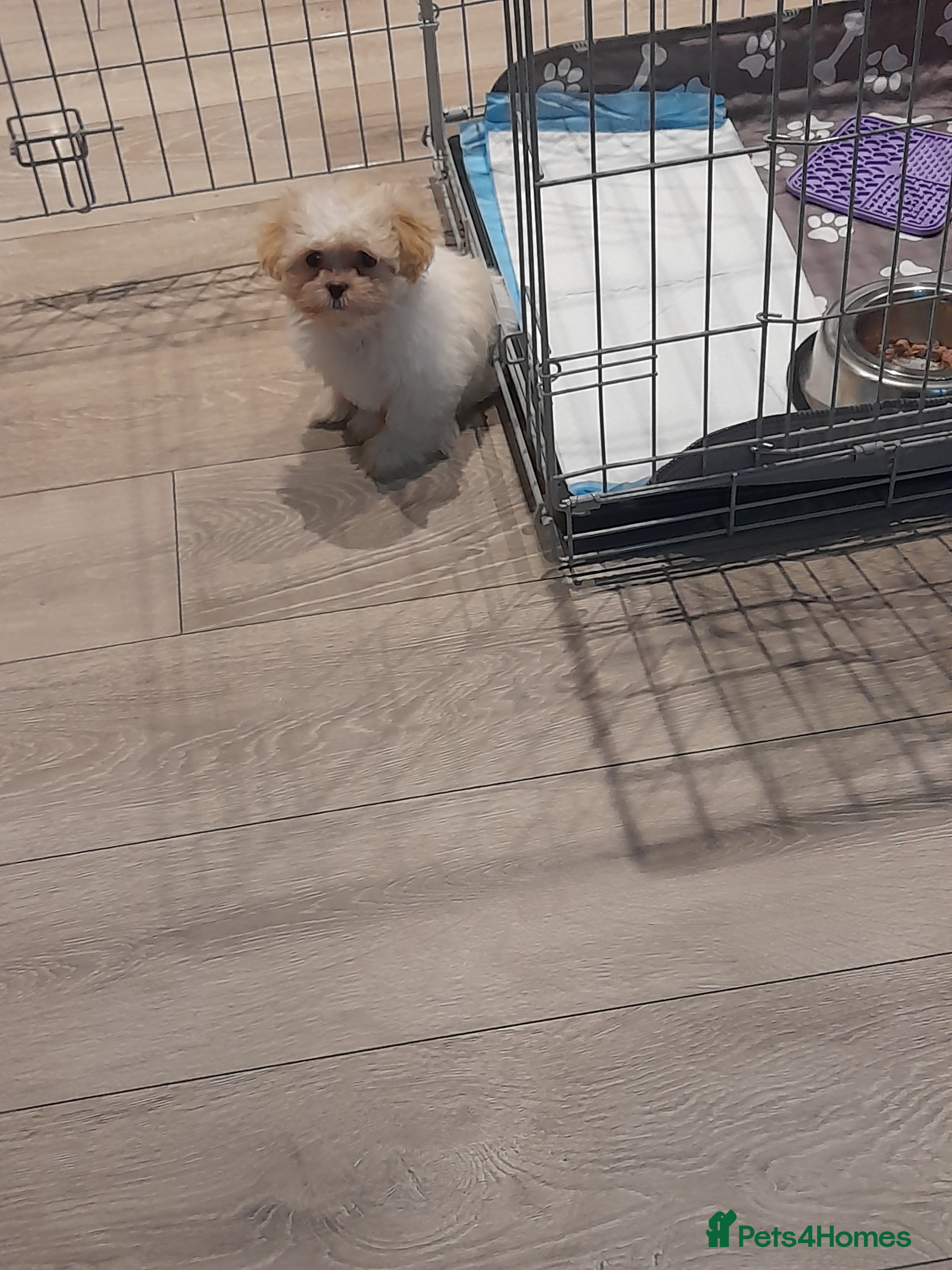 Malshi dogs 10 months old MALSHI PUPPY (FEMALE) - Advert 1