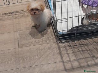 Malshi dogs - Advert 1