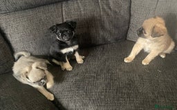 Pug dogs for sale: Litter of fluffy pugs  in Ashton-under-Lyne - Image 12