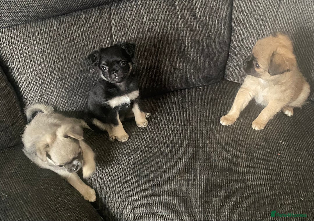 Pug dogs for sale: Litter of fluffy pugs  in Ashton-under-Lyne - Image 12