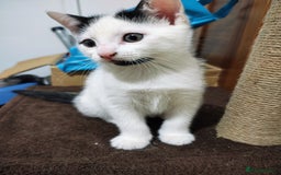 Mixed Breed cats for sale: 8 weeks old Kitten, Female - Image 29