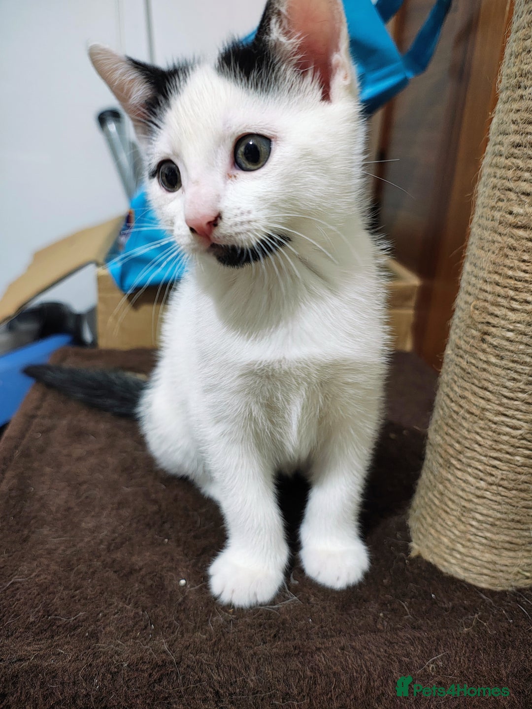 Mixed Breed cats for sale: 8 weeks old Kitten, Female - Image 29