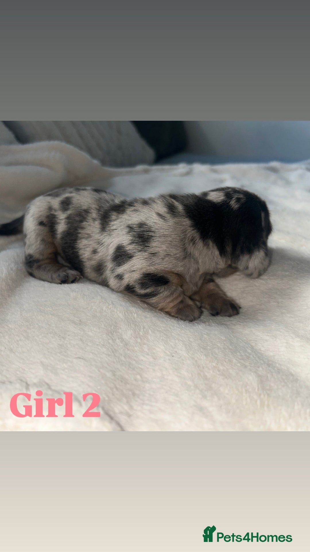 Dachshund dogs for sale: 🐾 Purebred Dachshund Puppies for Sale! 🐾 - Advert 20