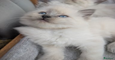 Ragdoll cats - Advert 7