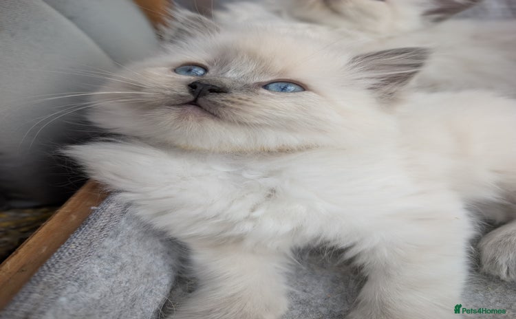Ragdoll cats - Advert 4