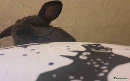 Mini Lion Lop rabbits for sale: 4 black baby mini lionlops  - Image 6