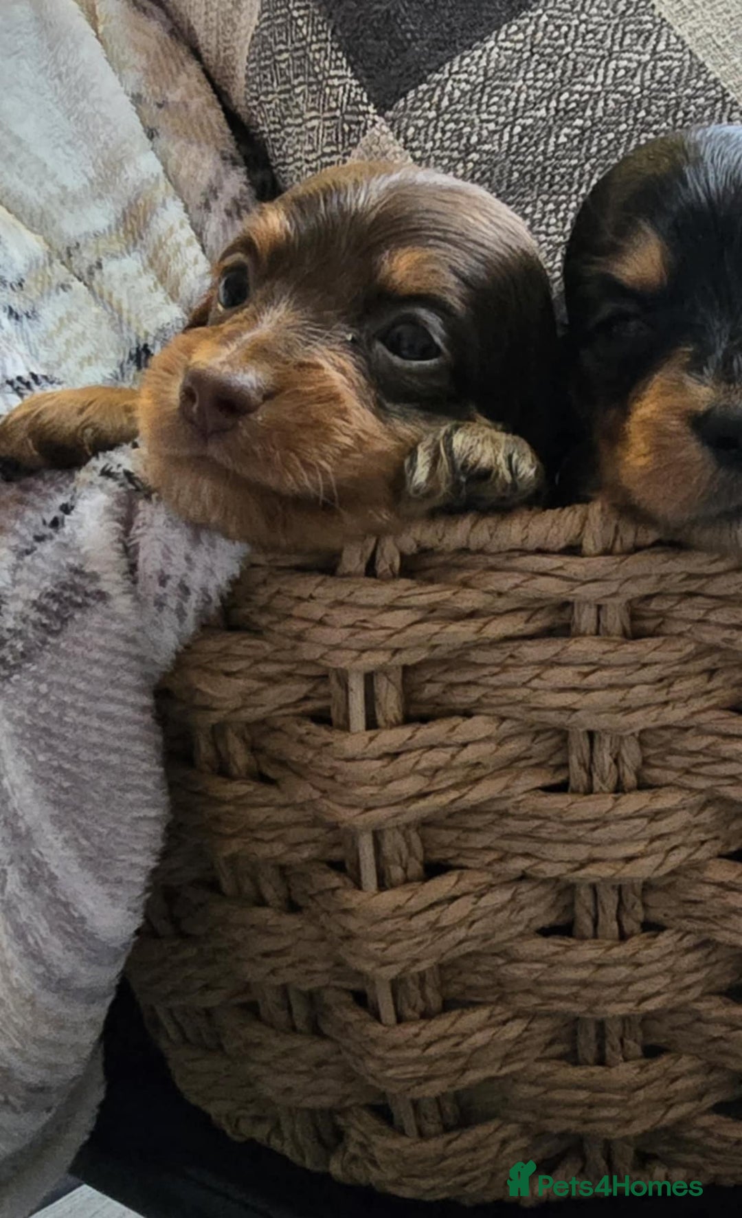 Miniature Dachshund dogs for sale: Longhair miniature Duchshund 🩵1boy 1girl left🩷 - Advert 30