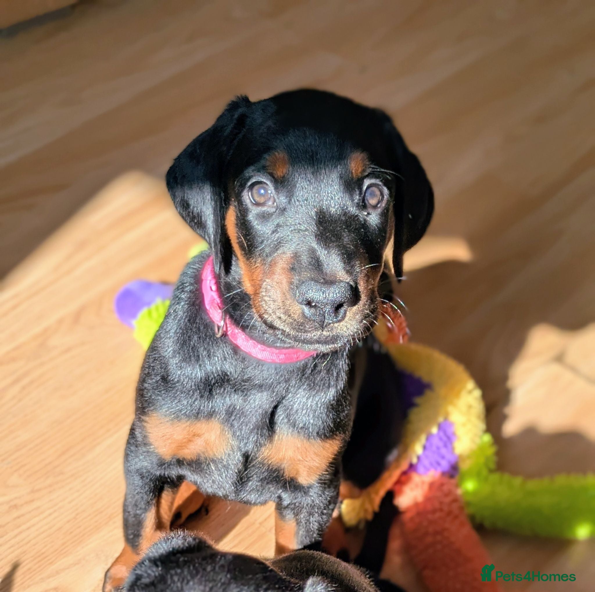 Dobermann dogs Available for new homes!KC✅vaccination✅ microchip✅ - Advert 5