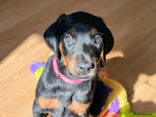 Dobermann dogs Available for new homes!KC✅vaccination✅ microchip✅ - Advert 5