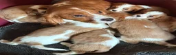 Cavalier King Charles Spaniel dogs for sale: Cavalier king charles pups - Advert 1