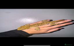 Gecko reptiles for sale: Crested Geckos ( can provide set up) in Upminster - Image 10