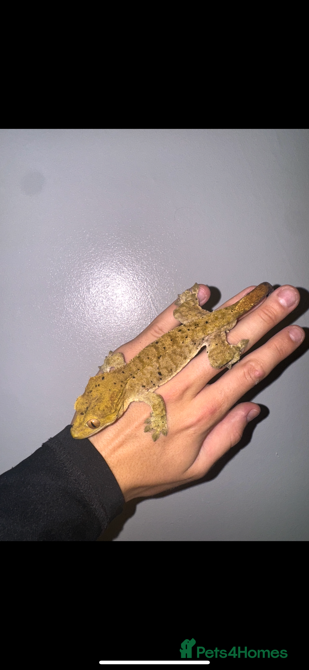 Gecko reptiles for sale: Crested Geckos ( can provide set up) in Upminster - Image 10