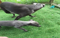 Whippet dogs for sale: KC whippets  - Image 10