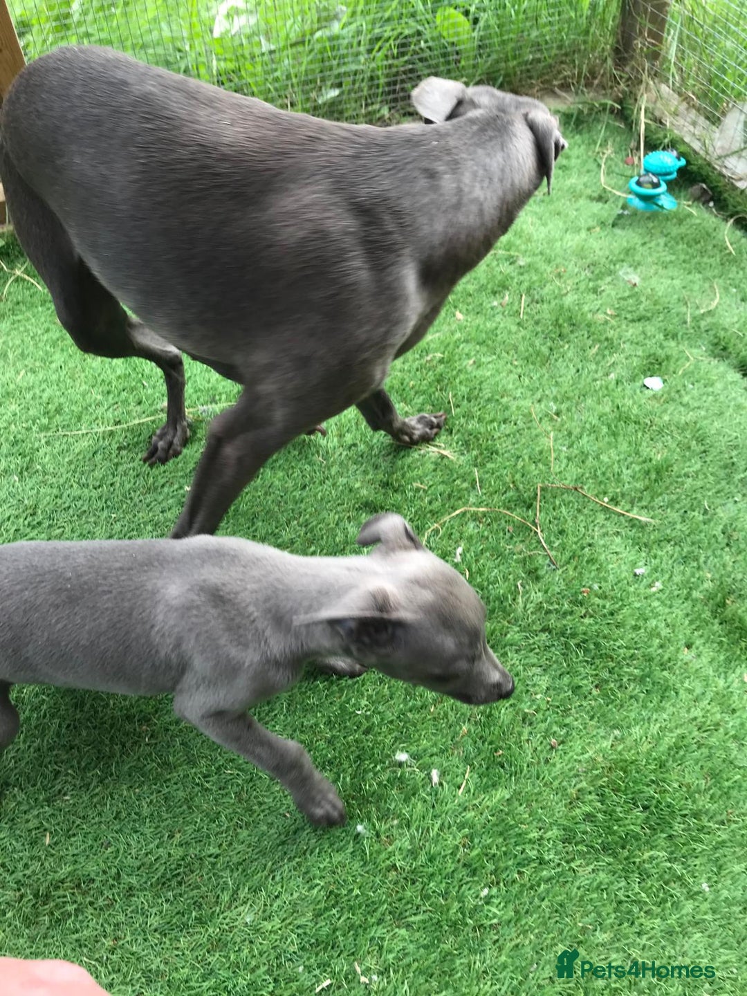 Whippet dogs for sale: KC whippets  - Image 10