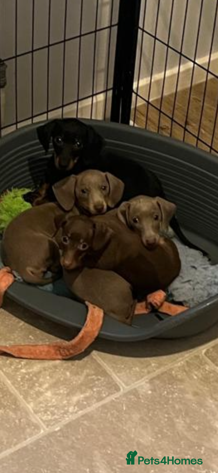 Miniature Dachshund dogs KC Dacshunds Ready NOW! - Advert 6