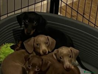 Miniature Dachshund dogs KC Dacshunds Ready NOW! - Advert 6