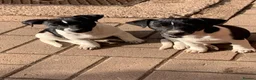 Jack Russell dogs for sale: Stunning jack Russell puppies in Wolverhampton - Advert 4