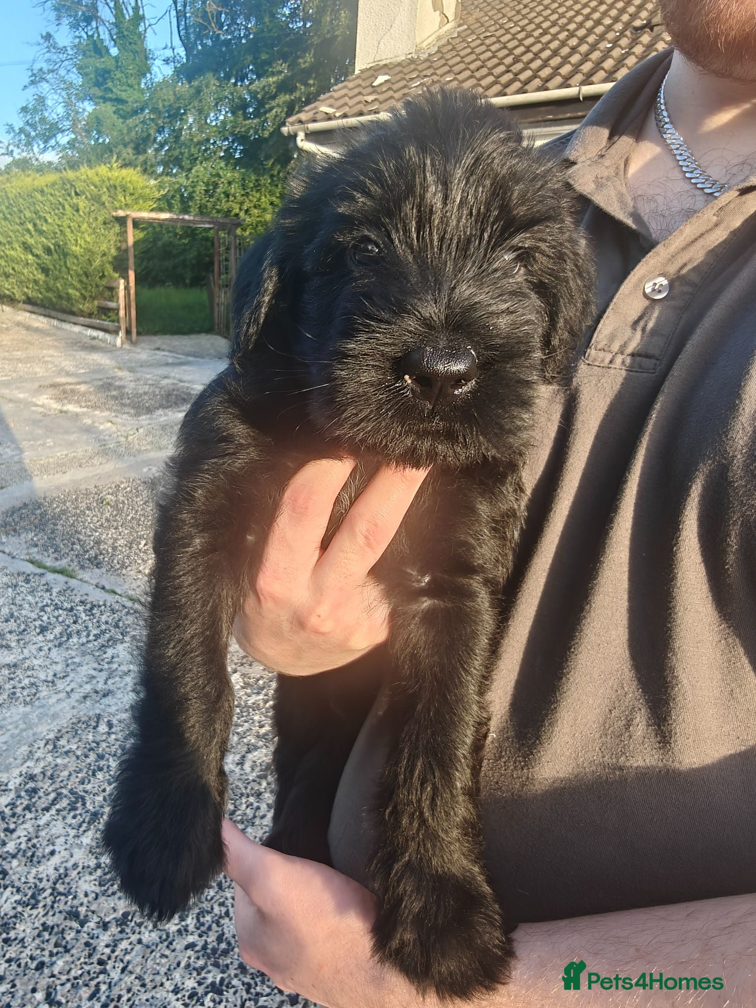 Giant Schnauzer dogs IKC Champion-Bred Giant Schnauzer Puppy | 1 Male - Advert 3