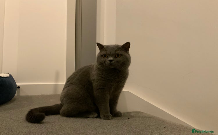 British Shorthair cats in London - Advert 3