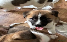 Akita dogs for sale: American akita Female bitches  - Image 13
