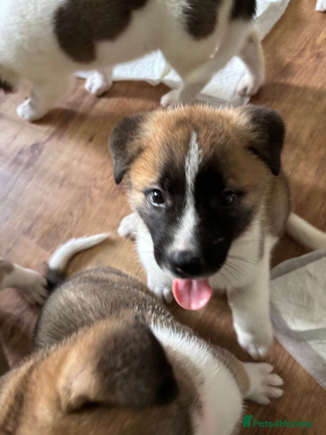 Akita dogs for sale: American akita Female bitches  - Image 13