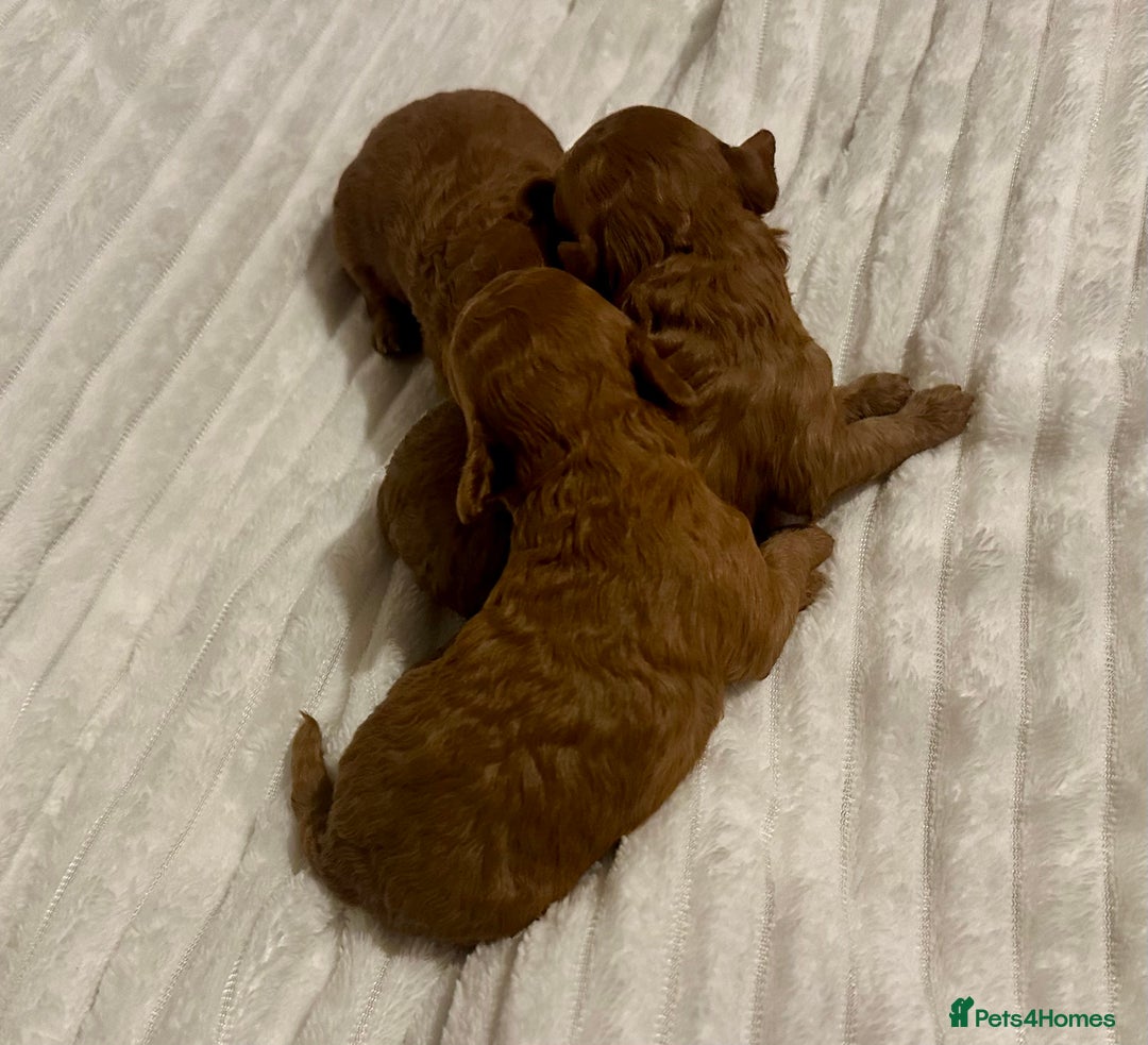Toy Poodle dogs for sale: 2 TINY BOYS LEFT kc registered deep red toy poodle - Advert 16