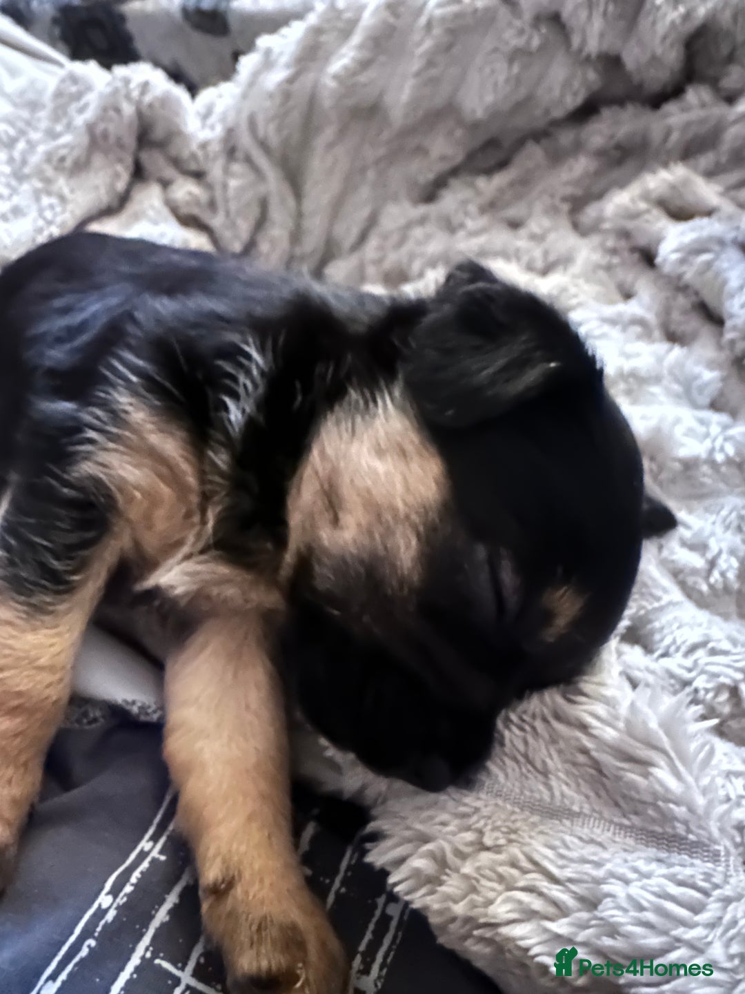 Border Terrier dogs for sale: Beautiful Border Terrier Pups - Image 12