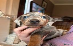 Miniature Dachshund dogs for sale: Mini dachshund puppies 6 weeks - Advert 12