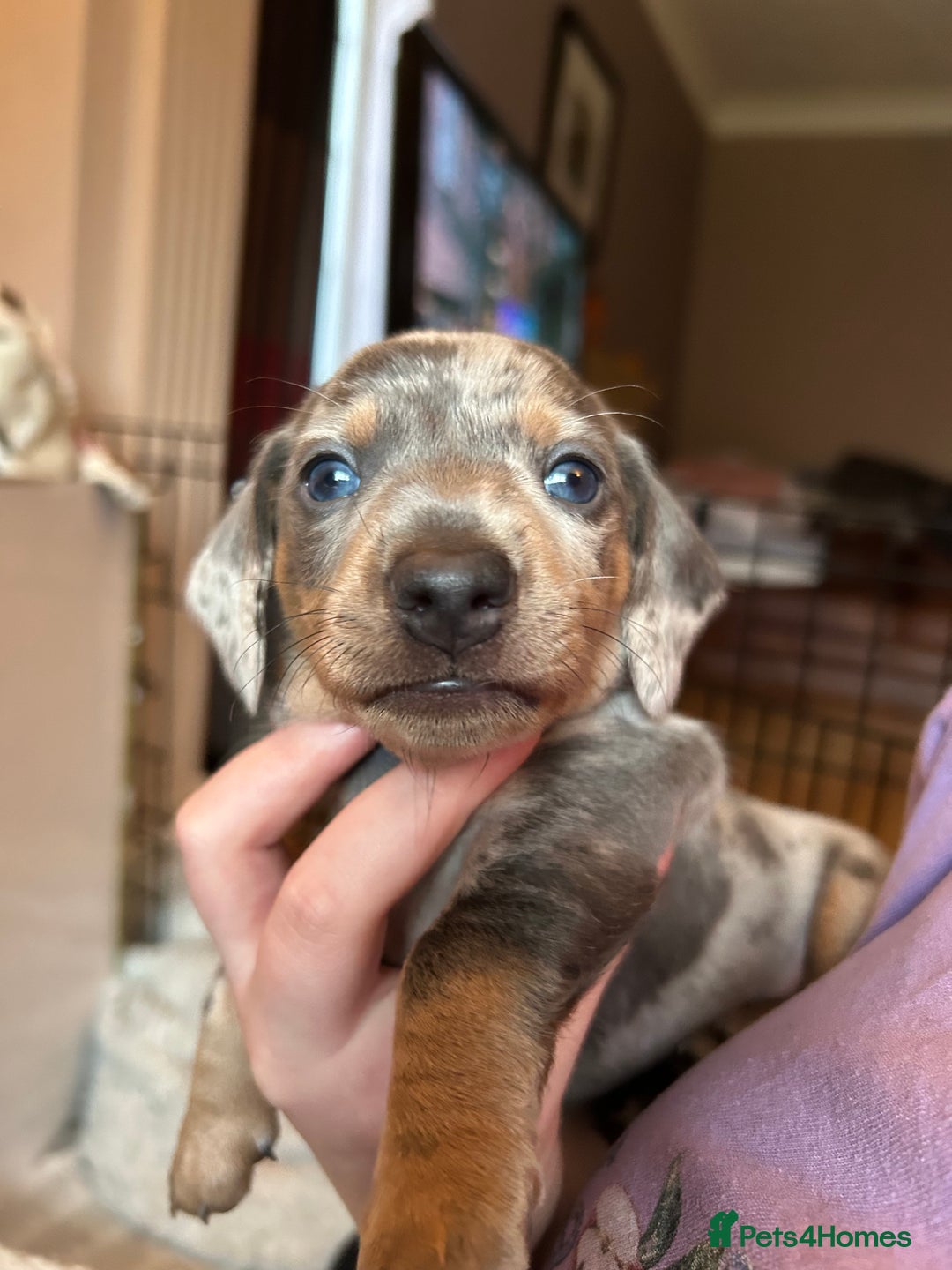 Miniature Dachshund dogs for sale: Mini dachshund puppies 6 weeks - Advert 12