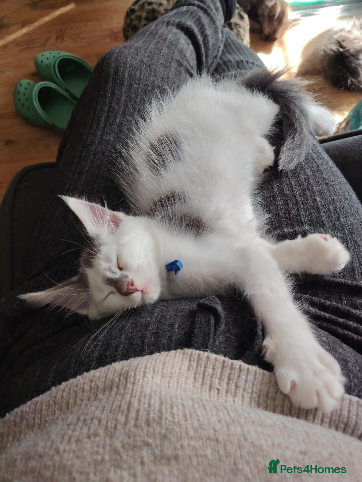 Maine Coon cats Tica registered Maine Coon kittens - Advert 8