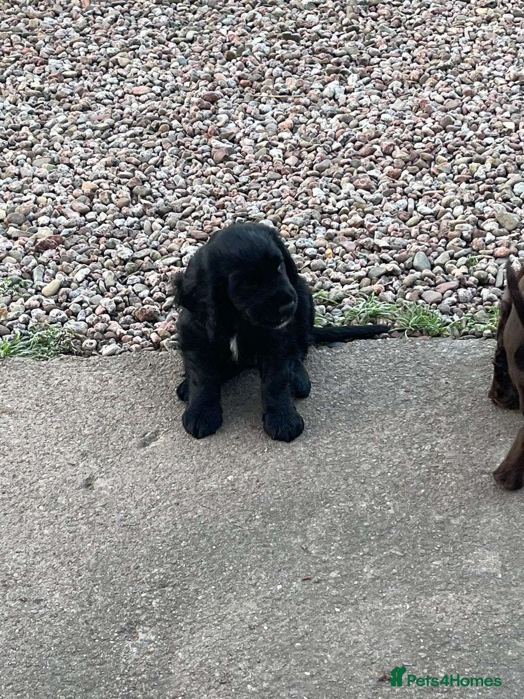 Cocker Spaniel dogs for sale: Wonderful cocker spaniel puppies for sale  - Advert 8