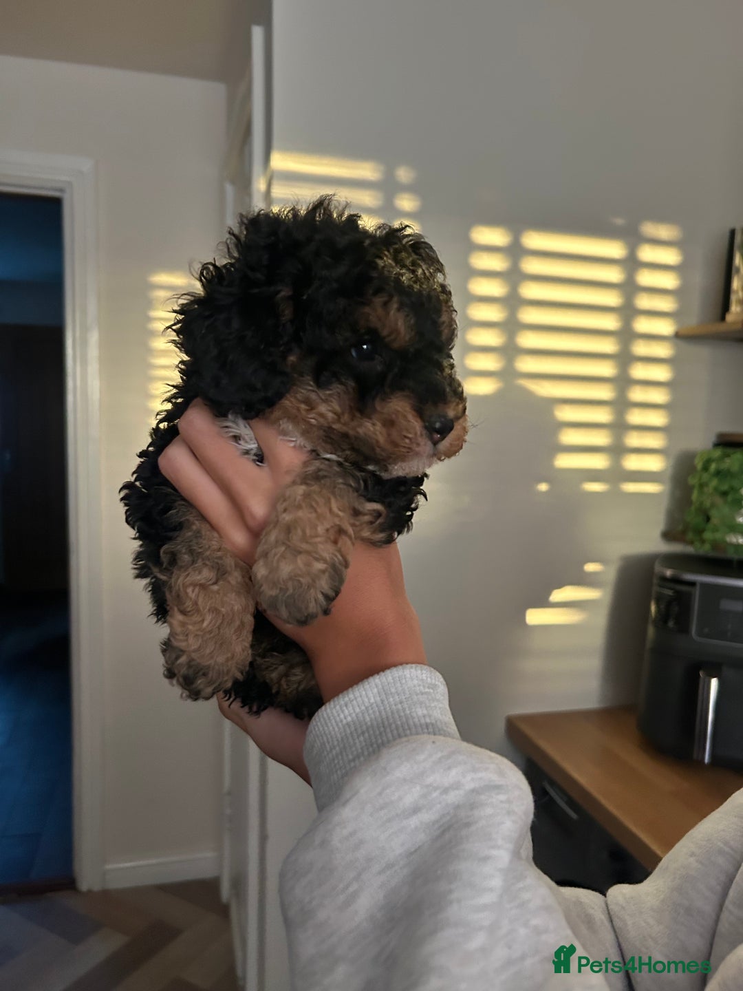 Toy Poodle dogs for sale: Beautiful phanotom toy poodle boys  - Advert 13
