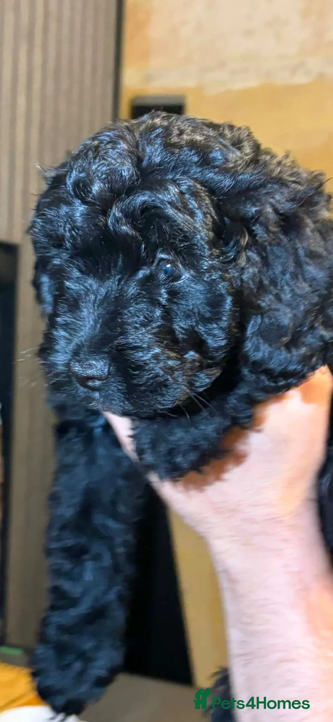 Mixed Breed dogs for sale: ONLY 3 LEFT AVAILABLE. READY TO LEAVE  - Advert 12