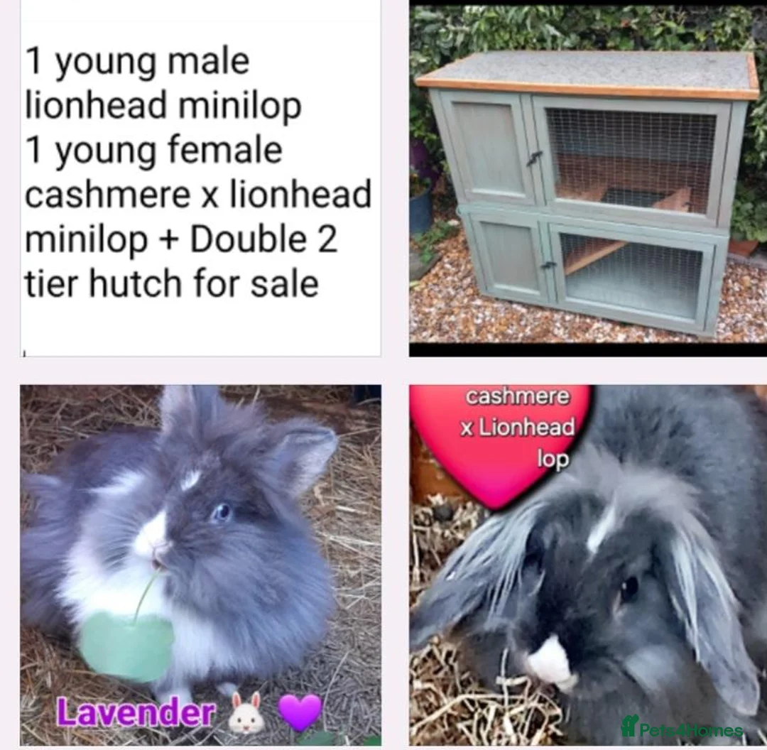 Cashmere Lop rabbits for sale: MALE & FEMALE CASHMERE x LIONHEAD MINILOPS+HUTCH - Advert 1