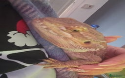 Bearded Dragon reptiles for sale: Bearded dragon for sale - Image 8