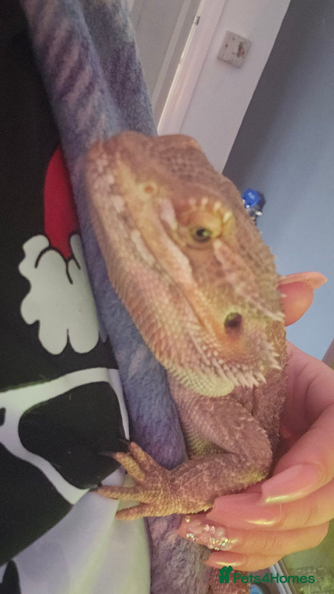 Bearded Dragon reptiles for sale: Bearded dragon for sale - Image 8