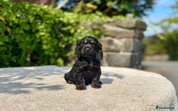 Cocker Spaniel dogs for sale: Black Tan and Chocolate Tan Show Cocker Spaniels  - Image 7