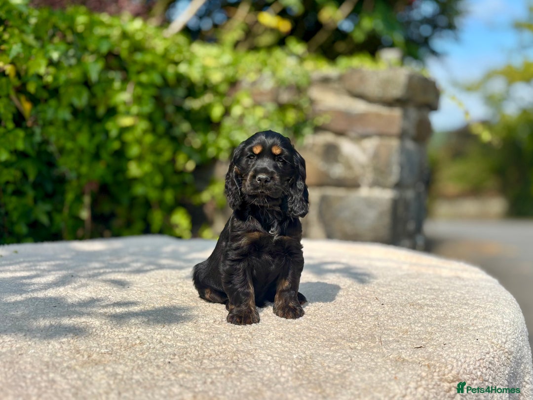 Cocker Spaniel dogs for sale: Black Tan and Chocolate Tan Show Cocker Spaniels  - Image 7
